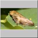 Aphrophora alni - Erlenschaumzikade 05.jpg